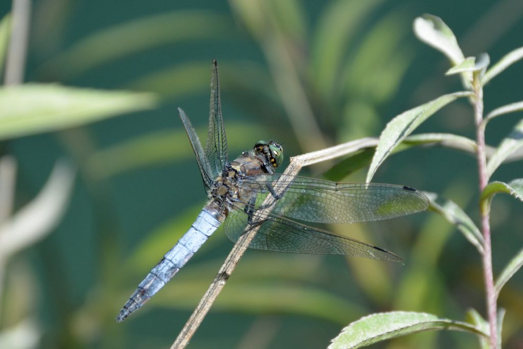 Libellula depressa? No, Orthetrum cancellatum, maschio.